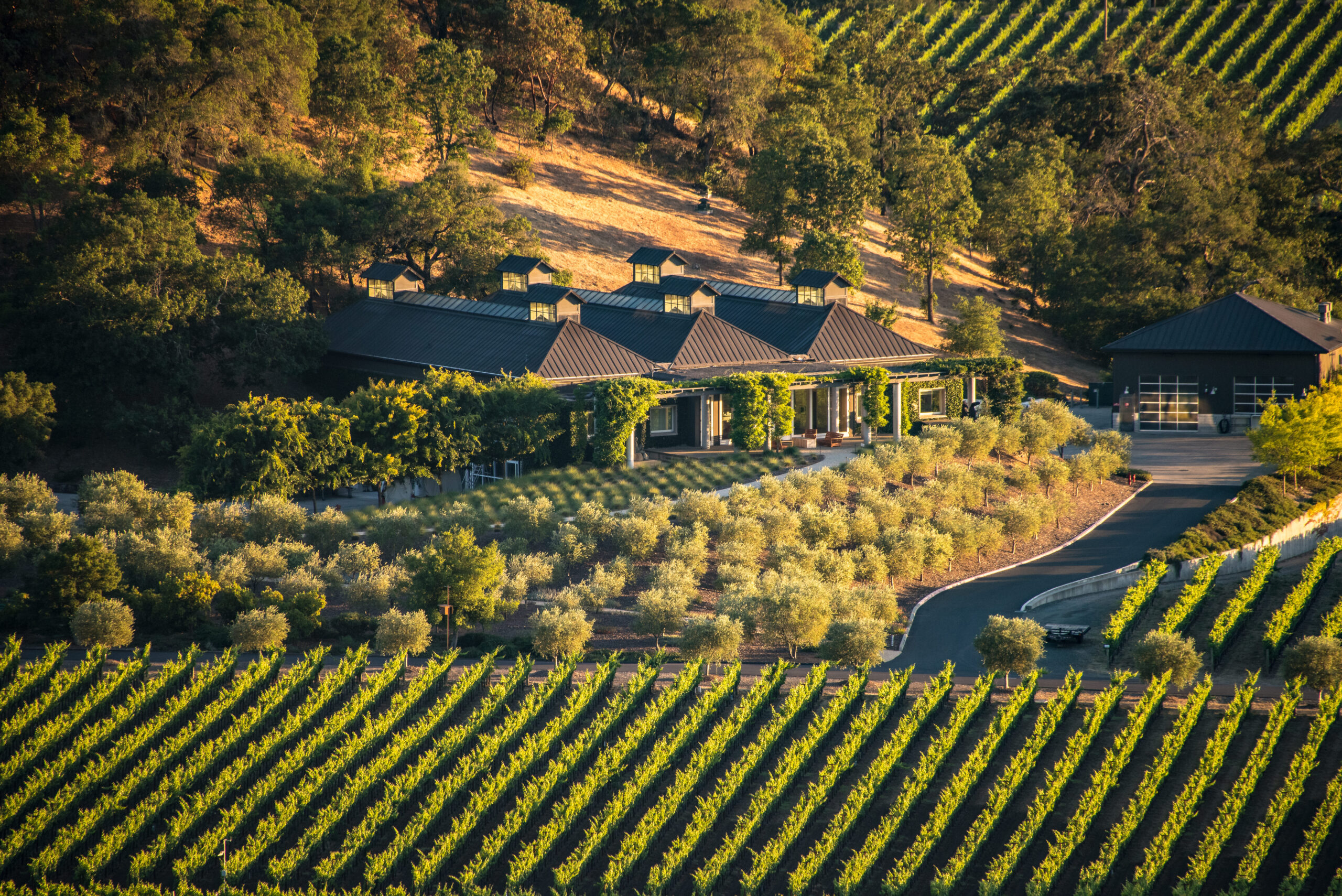 Cliff Lede Vineyards